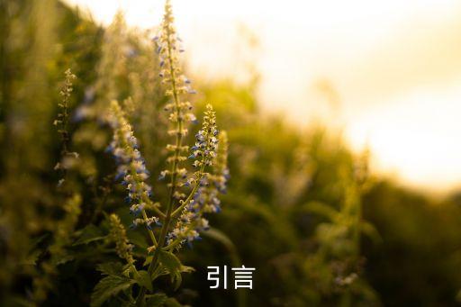 引言