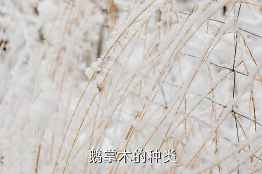 鹅掌木的种类