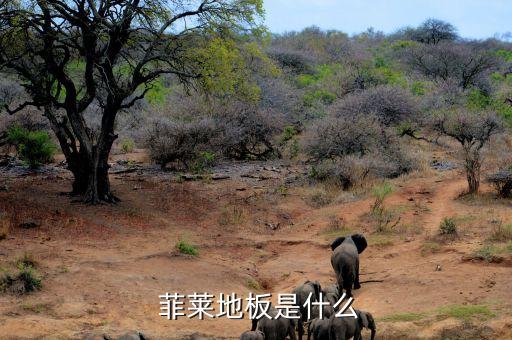 菲莱地板是什么