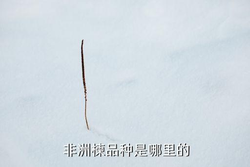 非洲楝品种是哪里的