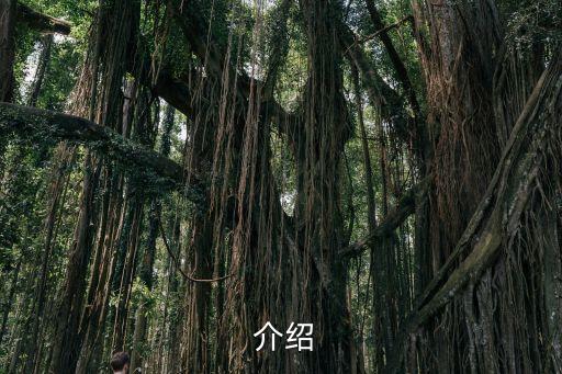 介绍