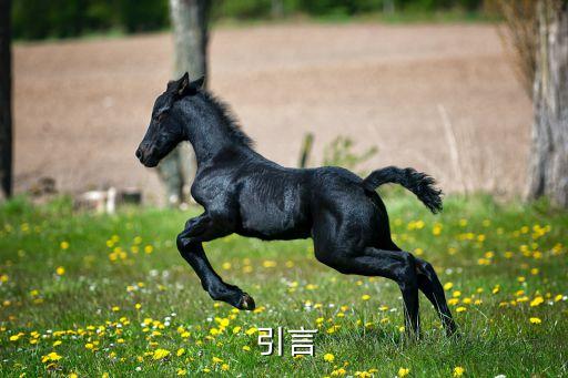 引言