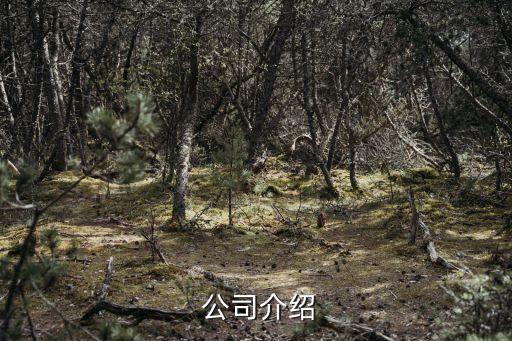 公司介绍