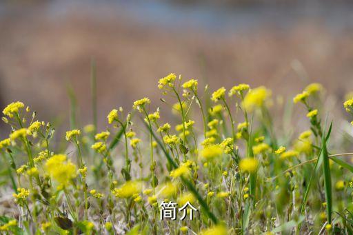 简介