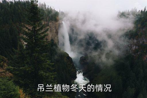 吊兰植物冬天的情况