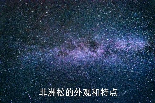 非洲松的外观和特点