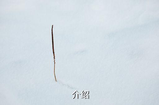 介绍