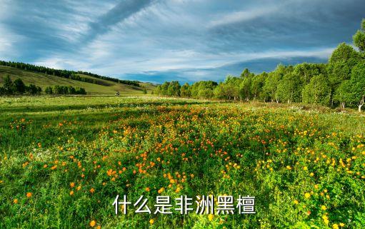 什么是非洲黑檀