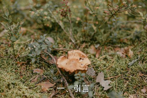 一、引言