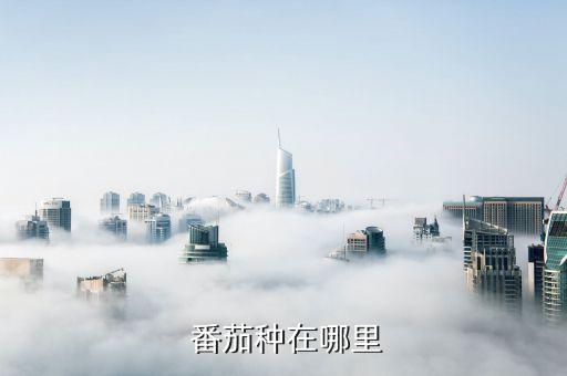 番茄种在哪里