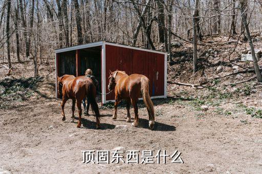 顶固东西是什么