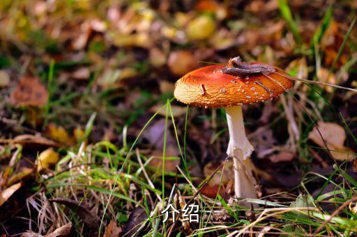 介绍