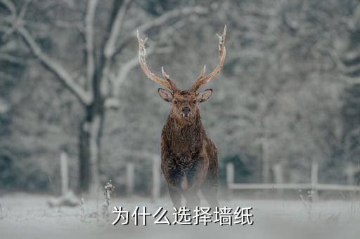 为什么选择墙纸