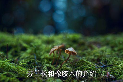 芬兰松和橡胶木的介绍
