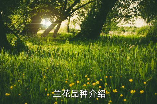 兰花品种介绍