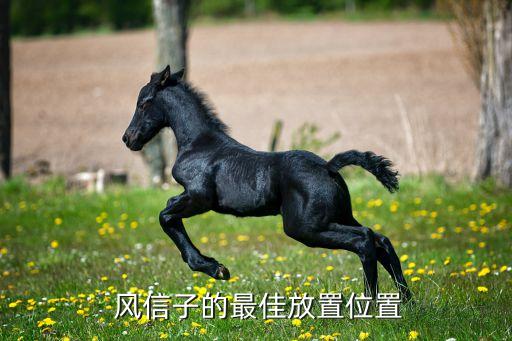 风信子的最佳放置位置