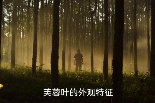 芙蓉叶的外观特征