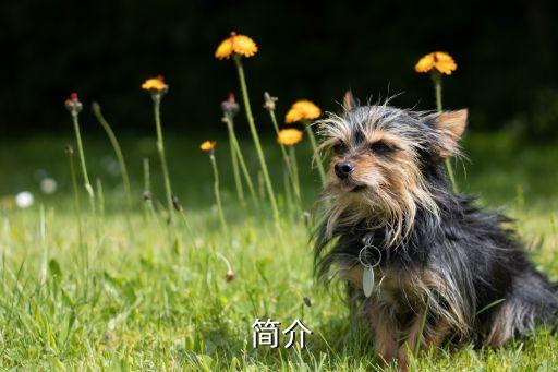 简介