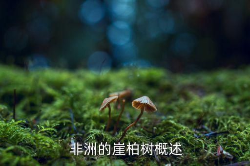 非洲的崖柏树概述