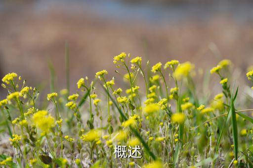 概述