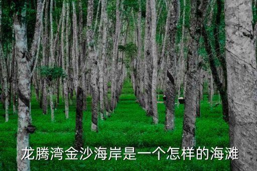 龙腾湾金沙海岸是一个怎样的海滩