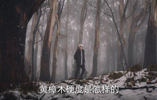 黄樟木硬度是怎样的