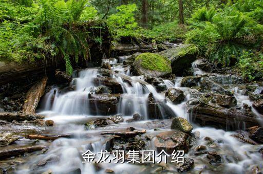 金龙羽集团介绍