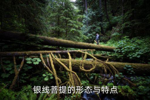 银线菩提的形态与特点