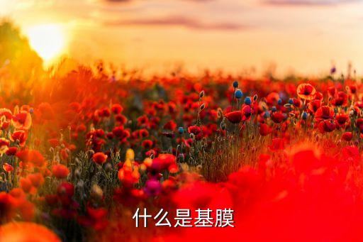 什么是基膜