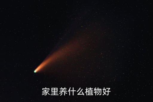 家里养什么植物好