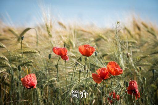 简介